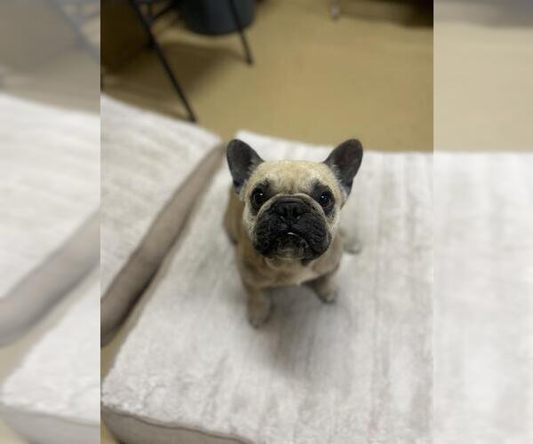 Medium Photo #1 French Bulldog Puppy For Sale in Chula Vista, CA, USA