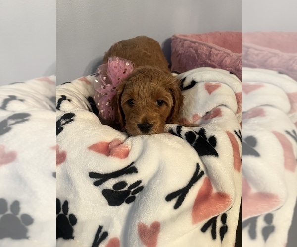 Medium Photo #3 Goldendoodle (Miniature) Puppy For Sale in LOVES PARK, IL, USA