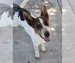 Small #1 Mutt