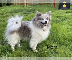 Mother of the Pomeranian puppies born on 02/21/2024