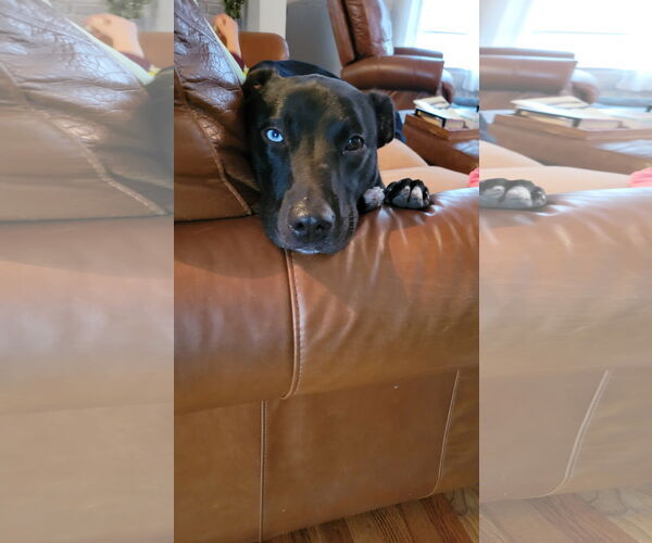 Medium Photo #5 Labrador Retriever-Unknown Mix Puppy For Sale in Doylestown, PA, USA