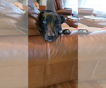 Small #4 Labrador Retriever Mix