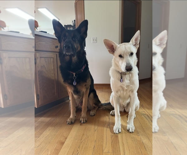 Medium Photo #1 German Shepherd Dog Puppy For Sale in METAMORA, MI, USA