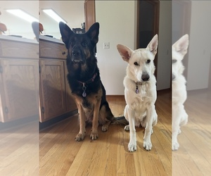 Mother of the German Shepherd Dog puppies born on 07/25/2026