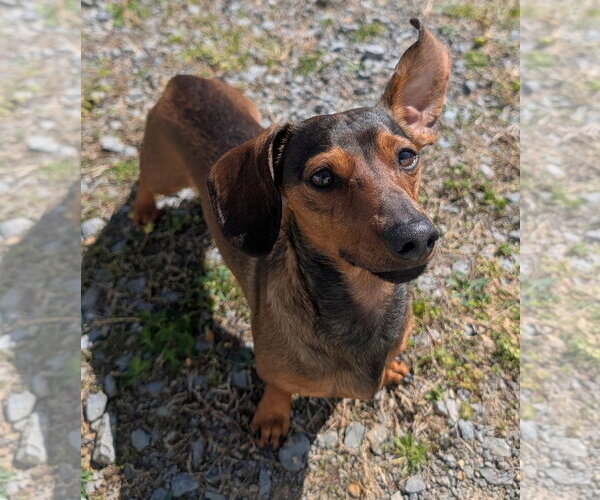 Medium Photo #3 Dachshund Puppy For Sale in Shelbyville, TN, USA