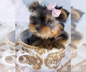 Yorkshire Terrier Puppy for sale in BOLTON, NC, USA