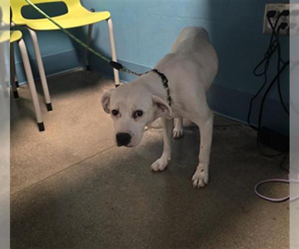 Medium Photo #1 Texas Heeler-Unknown Mix Puppy For Sale in Houston, TX, USA