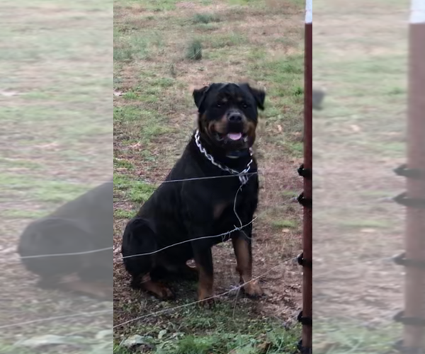 Medium Photo #32 Rottweiler Puppy For Sale in VONORE, TN, USA