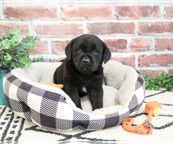 Medium Photo #4 Labrador Retriever Puppy For Sale in SYRACUSE, IN, USA