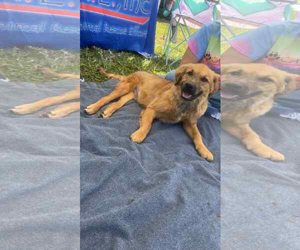 Medium Photo #1 German Shepherd Dog-Great Pyrenees Mix Puppy For Sale in Columbus, IN, USA