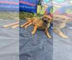 Small German Shepherd Dog-Great Pyrenees Mix