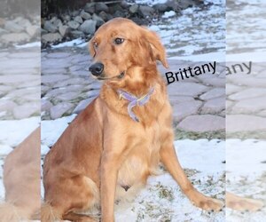 Mother of the Golden Retriever puppies born on 06/18/2025