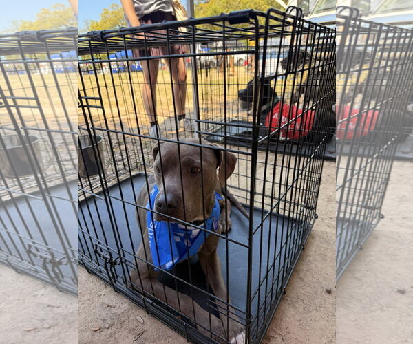Medium Photo #3 American Staffordshire Terrier-Labrador Retriever Mix Puppy For Sale in Oakhurst, NJ, USA