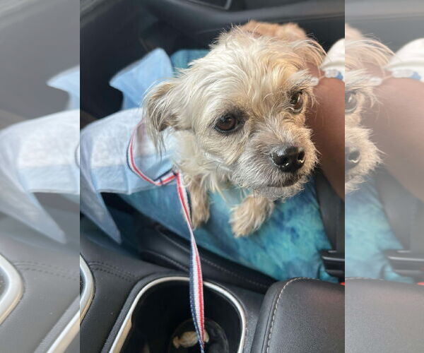 Medium Photo #2 Mutt Puppy For Sale in Woodbury, NY, USA