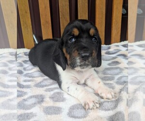 Basset Hound Litter for sale in PETERSBURG, IN, USA