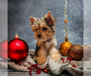 Yorkshire Terrier Puppy for sale in MAIDEN, NC, USA