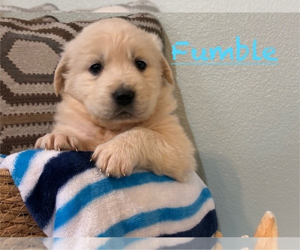 Medium Photo #5 English Cream Golden Retriever-Great Pyrenees Mix Puppy For Sale in HEREFORD, AZ, USA