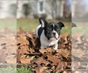 French Bulldog Puppy for sale in LEWIS CENTER, OH, USA