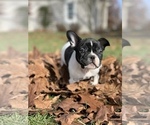 Small Photo #1 French Bulldog Puppy For Sale in LEWIS CENTER, OH, USA