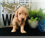 Small Photo #2 Goldendoodle-Poodle (Toy) Mix Puppy For Sale in HERRIMAN, UT, USA