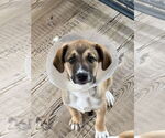 Small #3 Sheprador