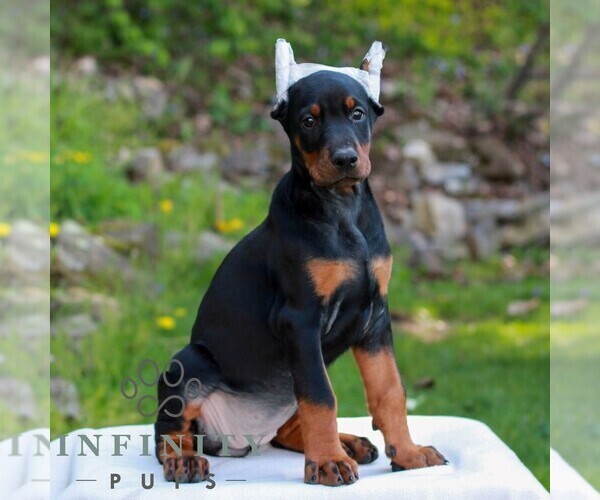 Medium Photo #4 Doberman Pinscher Puppy For Sale in NEWMANSTOWN, PA, USA