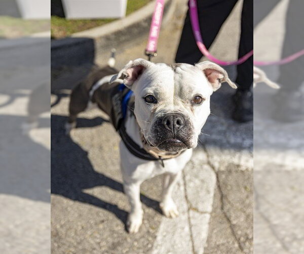 Medium Photo #2 American Pit Bull Terrier Puppy For Sale in Ocala, FL, USA
