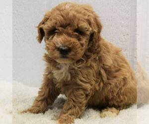 Goldendoodle (Miniature) Puppy for sale in SAVANNAH, TN, USA