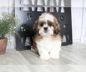 Shih Tzu Puppy for sale in MARIETTA, GA, USA