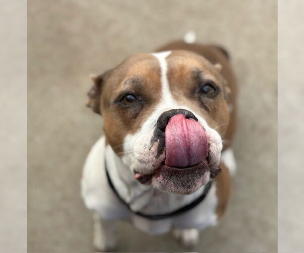 Medium Photo #1 Mutt Puppy For Sale in Tulsa, OK, USA