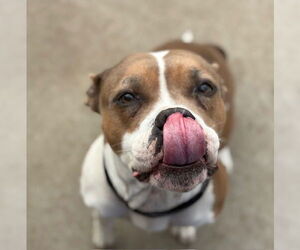 Mutt Dogs for adoption in Tulsa, OK, USA