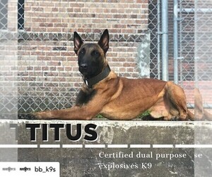 Father of the Belgian Malinois puppies born on 11/16/2020
