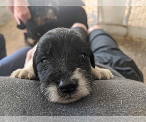Double Doodle Puppy for sale in VAN ETTEN, NY, USA