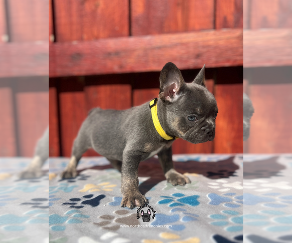 Medium Photo #4 French Bulldog Puppy For Sale in SACRAMENTO, CA, USA