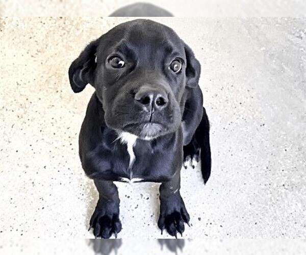 Medium Photo #2 Labrador Retriever-Unknown Mix Puppy For Sale in Houston, TX, USA