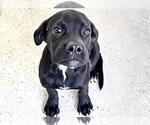 Small Photo #2 Labrador Retriever-Unknown Mix Puppy For Sale in Houston, TX, USA