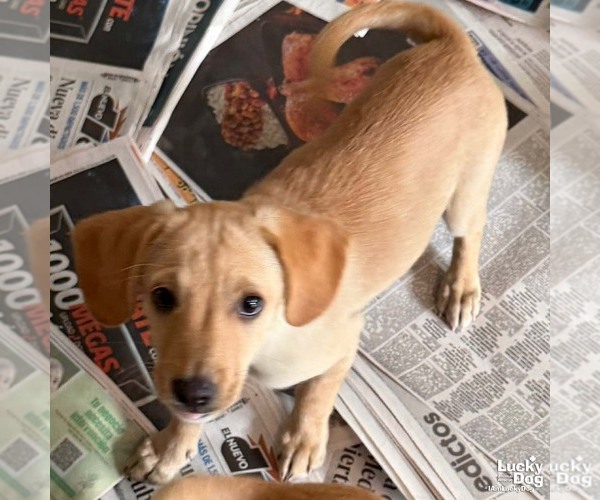 Medium Photo #2 Labrador Retriever-Unknown Mix Puppy For Sale in Washington, DC, USA