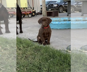 Labrador Retriever Puppy for sale in SHINER, TX, USA