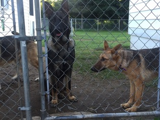 German Shepherd Dog Puppy for sale in BALDWINSVILLE, NY, USA