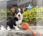 Small Pembroke Welsh Corgi