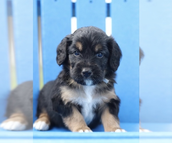 Medium Photo #5 Bernedoodle Puppy For Sale in DAYTONA BEACH, FL, USA