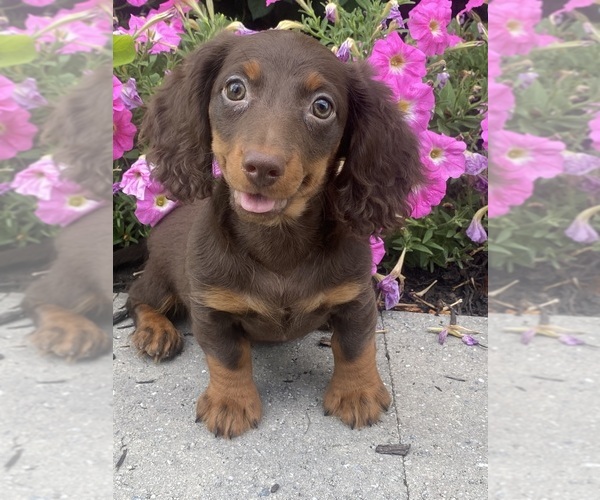 Medium Photo #1 Dachshund Puppy For Sale in CANOGA, NY, USA