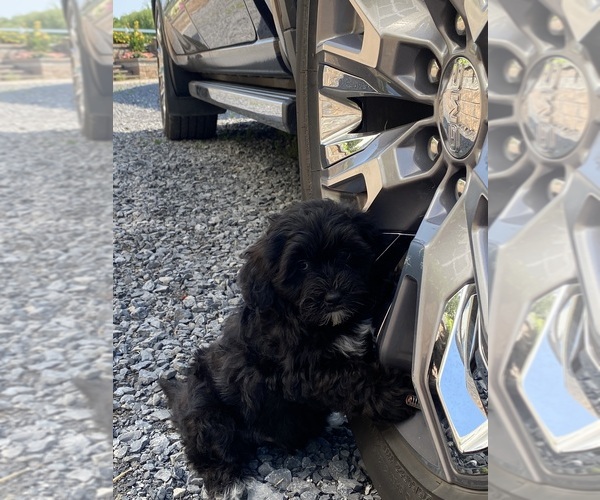Medium Photo #7 Lhasa Apso-Poodle (Toy) Mix Puppy For Sale in CANOGA, NY, USA