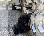 Small #6 Lhasa Apso-Poodle (Toy) Mix