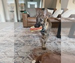 Small #13 German Shepherd Dog
