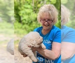 Small Photo #20 Maremma Sheepdog Puppy For Sale in THORN HILL, TN, USA