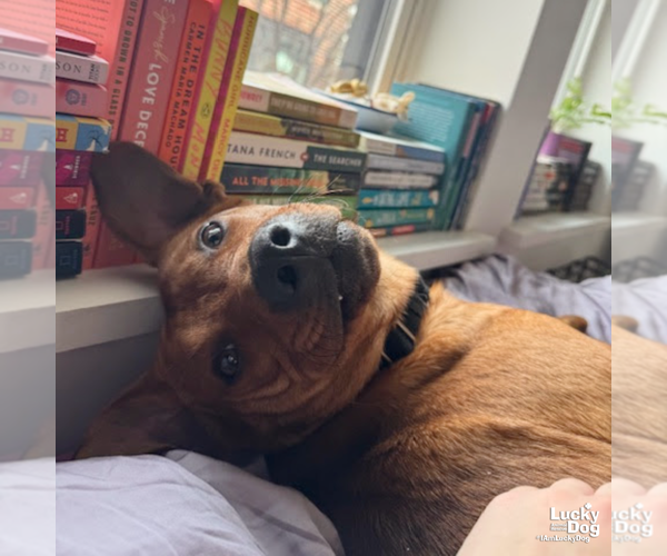 Medium Photo #10 Labrador Retriever-Retriever  Mix Puppy For Sale in Washington, DC, USA