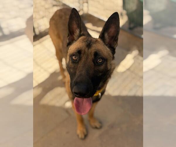 Medium Photo #1 Mutt Puppy For Sale in Santa Maria, CA, USA