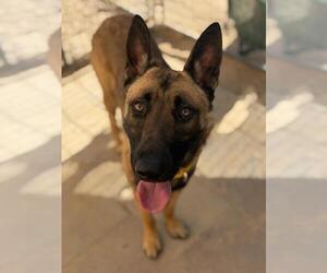 Mutt Dogs for adoption in Santa Maria, CA, USA