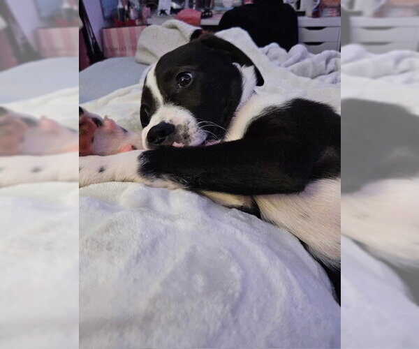 Medium Photo #17 Labrador Retriever-Unknown Mix Puppy For Sale in Brewster, NY, USA